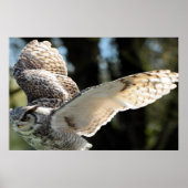 ホー威厳のあるン素晴らしフクロウ ポスター (正面)