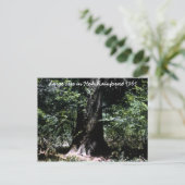 ホー熱帯雨林1965 ポストカード (スタンド正面)