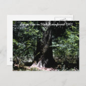 ホー熱帯雨林1965 ポストカード (正面/裏面)