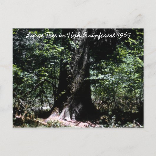 ホー熱帯雨林1965 ポストカード (正面)