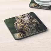 ホー素晴らしンフクロウ(Bubo virginianus)、フル体 コースター (左側)