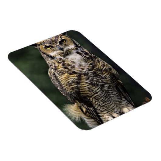 ホー素晴らしンフクロウ(Bubo virginianus)、フル体 マグネット (右側)