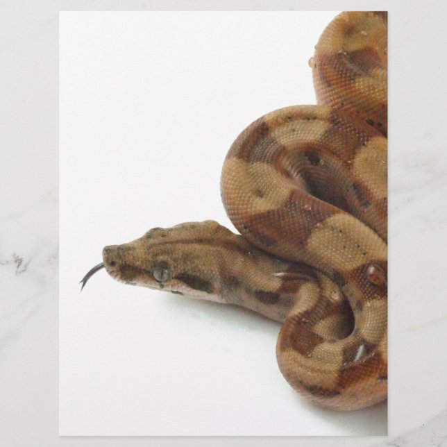 ボアの収縮は、舌をフリックにコイル (正面)
