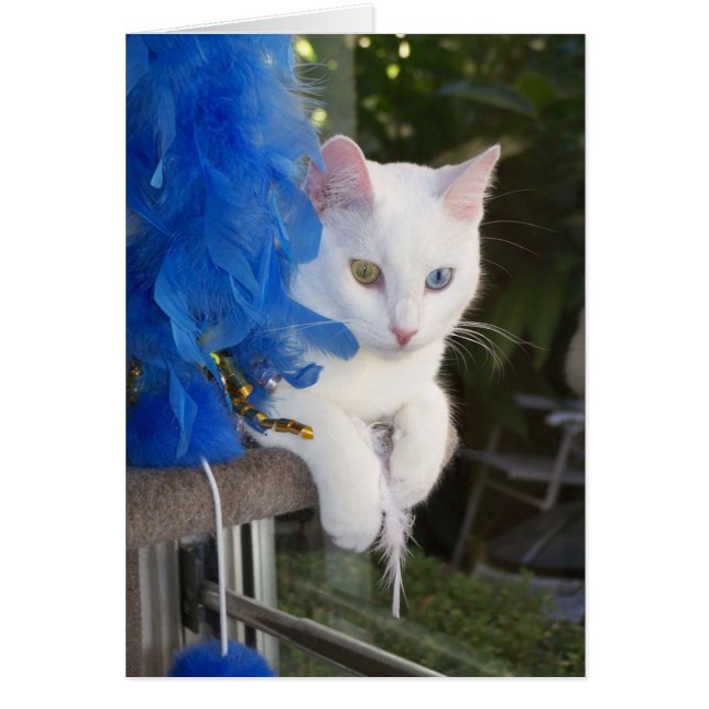 ボアカードとの平静 (正面)