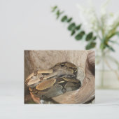 ボアコンスクリプター# 2 ポストカード (スタンド正面)