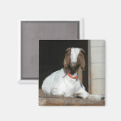 ボアヤギ乳母ドゥ マグネット (正面/裏面)