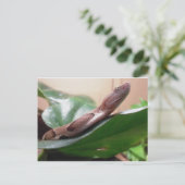 ボア写真 ポストカード (スタンド正面)