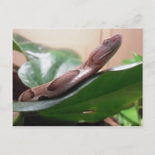 ボア写真 ポストカード (正面)