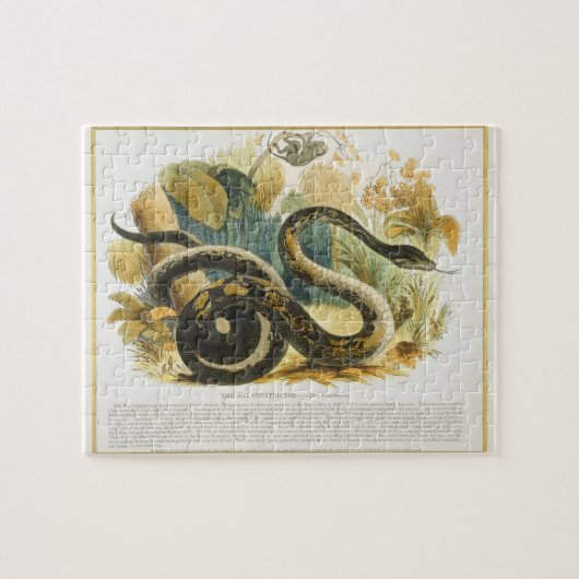 ボア・コンストリクター、教育イラストレーションのパブ ジグソーパズル (横)