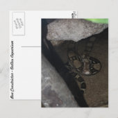 ボア・コンストリクター #1 ポストカード (正面/裏面)