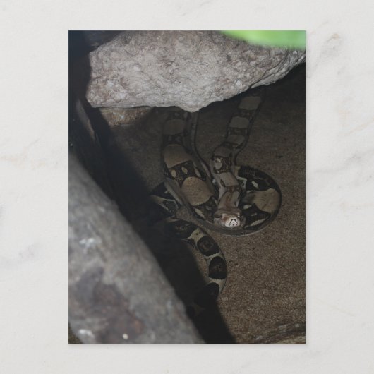 ボア・コンストリクター #1 ポストカード (正面)