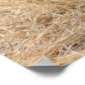 ボイキンスパニエル犬ポスター ポスター (角)