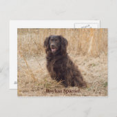 ボイキンスパニエル犬ポストカード ポストカード (正面/裏面)
