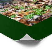 ボイキンスパニエル犬 ポスター (角)