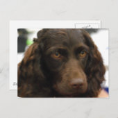 ボイキンスパニエル ポストカード (正面/裏面)