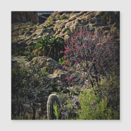 ボイストンプソンアルボレトゥム