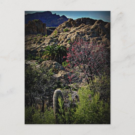 ボイストンプソンアルボレトゥム ポストカード (正面)