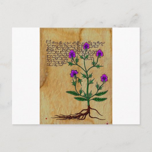 ボイニッヒヘルボリステリアヴィンテージレトロチャームズ ポストカード (正面)