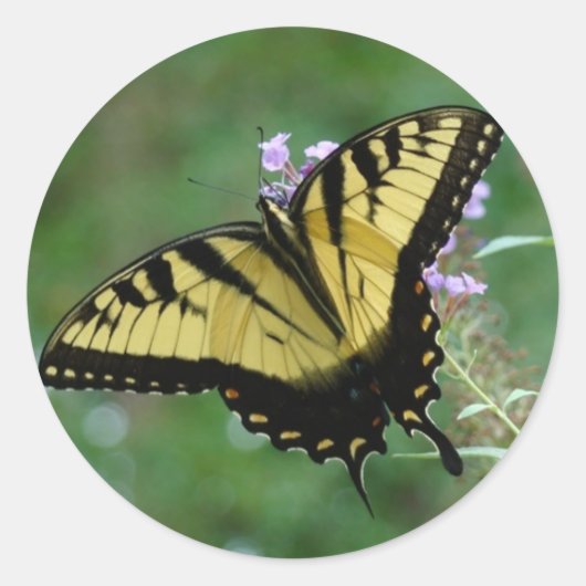 ボウティフライ ラウンドシール (正面)