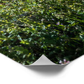 ボウレイクバンフ国立公園カナダ旅行 ポスター (角)