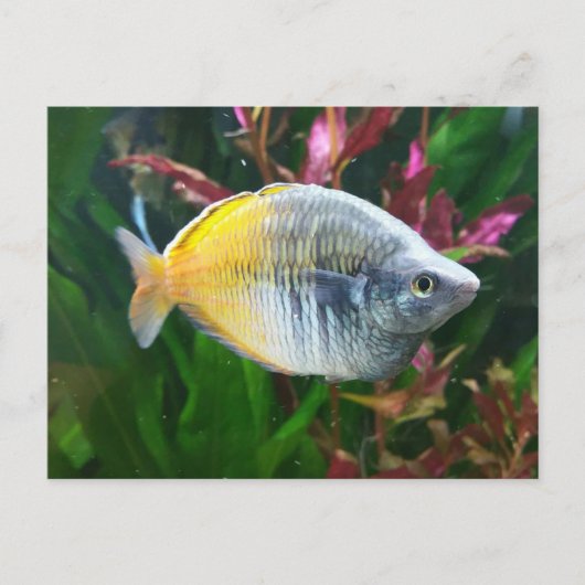 ボエセマニレインボー ポストカード (正面)