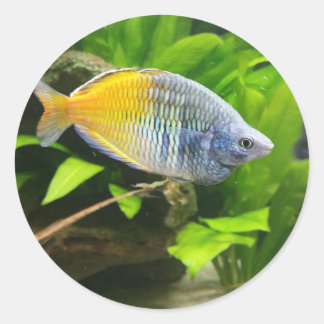 ボエセマニレインボー ラウンドシール