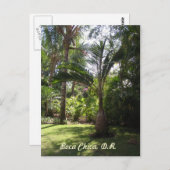 ボカチカのヤシの木 ポストカード (正面/裏面)