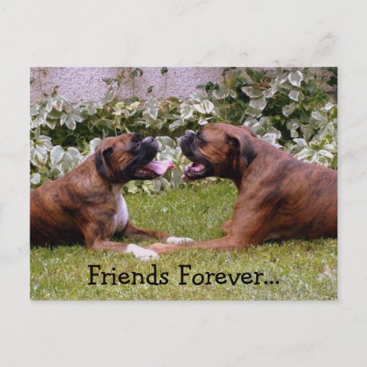 ボクサーのはがき ポストカード (正面)