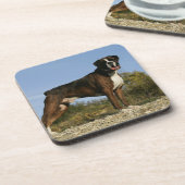 ボクサーのドッグショーのスタンス コースター (左側)