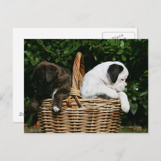 ボクサーの子犬たち ポストカード (正面/裏面)