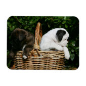 ボクサーの子犬たち マグネット (横)