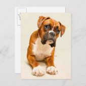 ボクサーの子犬のアイボリークリームの背景。 ポストカード (正面/裏面)