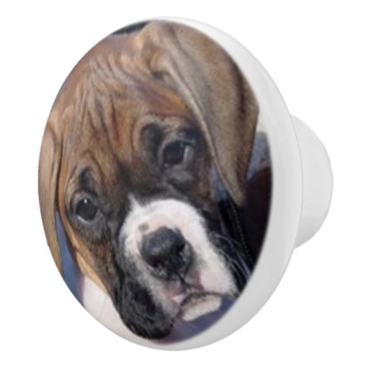 ボクサーの子犬の引出しのノブ セラミックノブ (右)