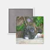 ボクサーの子犬の磁石 マグネット (正面/裏面)