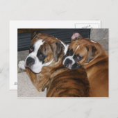 ボクサーの子犬はがき ポストカード (正面/裏面)