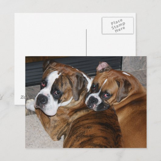ボクサーの子犬はがき ポストカード (正面/裏面)