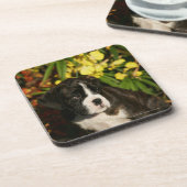 ボクサーの子犬 コースター (左側)