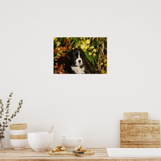 ボクサーの子犬 ポスター (キッチン)