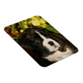 ボクサーの子犬 マグネット (右側)