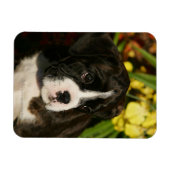 ボクサーの子犬 マグネット (横)