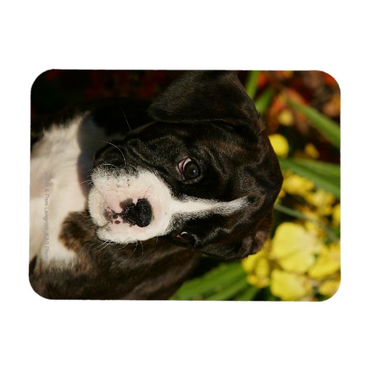 ボクサーの子犬 マグネット (横)