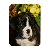 ボクサーの子犬 マグネット (縦)