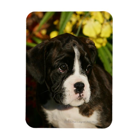 ボクサーの子犬 マグネット (縦)