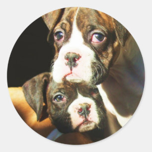 ボクサーの子犬 ラウンドシール