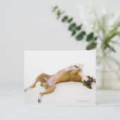 ボクサーの犬が床に仰向けに寝そべっていた ポストカード (スタンド正面)