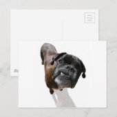 ボクサーの犬種 ポストカード (正面/裏面)