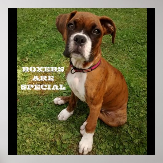ボクサーは特別なポスターだ ポスター (正面)