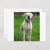 ボクサーホワイトフル ポストカード (正面/裏面)