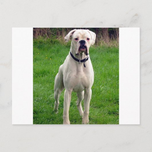 ボクサーホワイトフル ポストカード (正面)