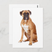 ボクサー犬あいさつ空白のはがき ポストカード (正面/裏面)